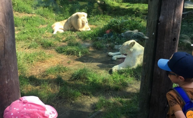 Příměstský tábor - Letem Zoo světem 