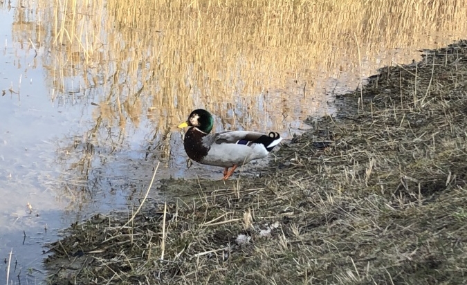 Umění jara - Patrik Sedláček