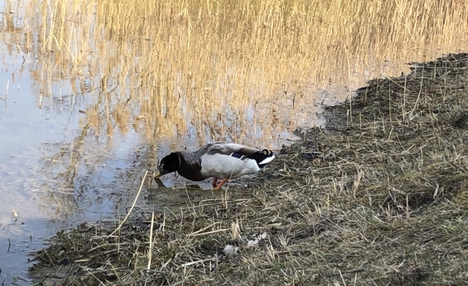 Umění jara - Patrik Sedláček