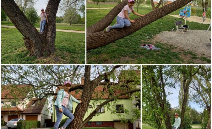 Vzhůru na stromy