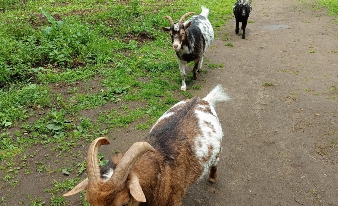 Výlet do lanového centra Hájenka 