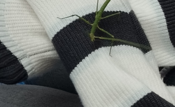 Zvířata z klubu pomáhají s učením - písmeno 