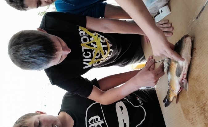 Pitva ryby...úspěšně proběhla  (7. A a Biologická praktika)
