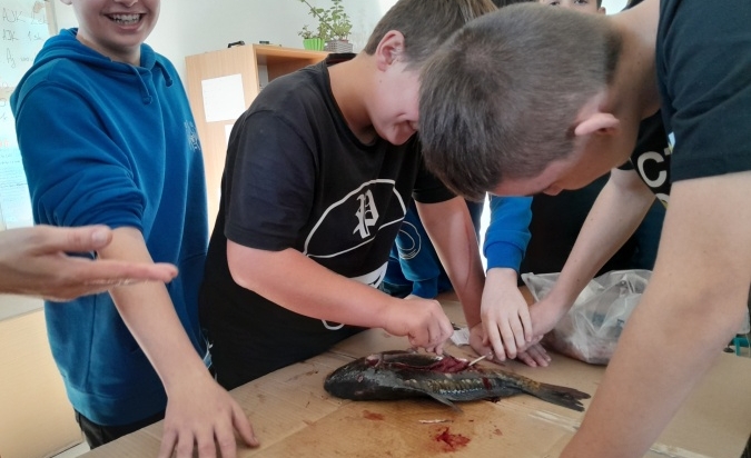 Pitva ryby...úspěšně proběhla  (7. A a Biologická praktika)