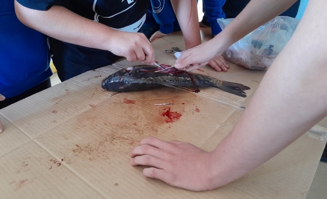 Pitva ryby...úspěšně proběhla  (7. A a Biologická praktika)