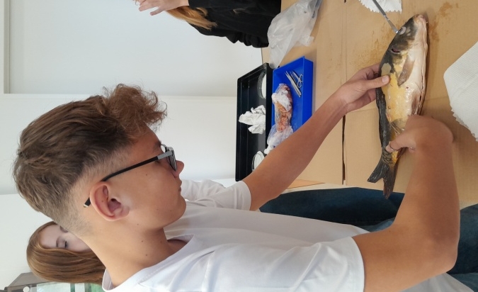 Pitva ryby...úspěšně proběhla  (7. A a Biologická praktika)