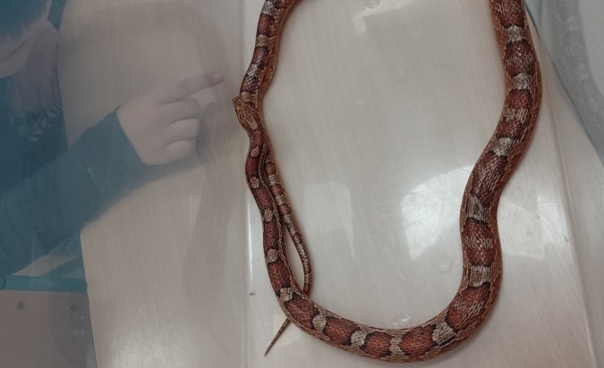 Zvířata z klubu pomáhají s učením - písmeno 